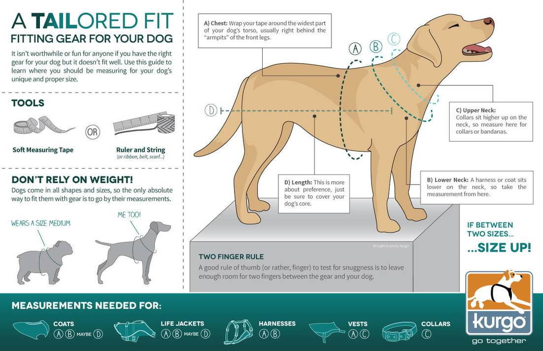 How to measure your dog's neck and torso