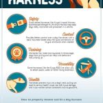 why your dog needs harness