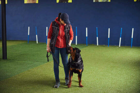 How to Train a Rescue Dog to Walk on a loose Leash