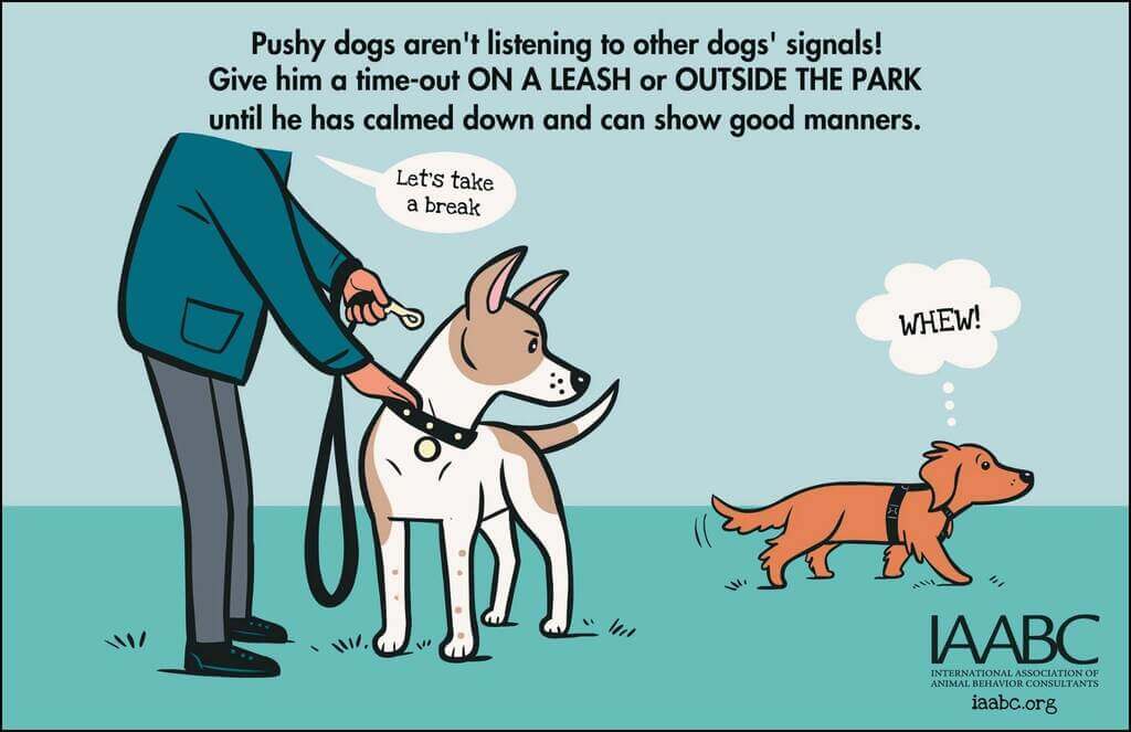 How to Prevent Unleashed Dog Attacks
