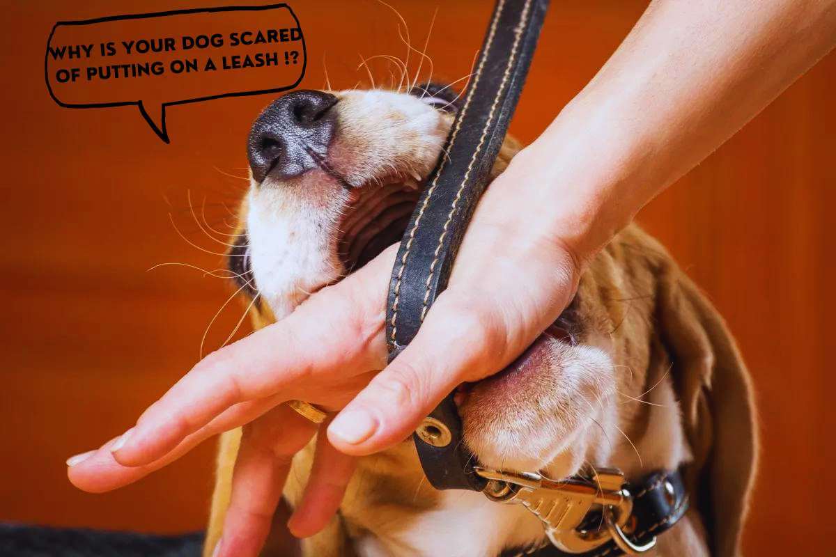 Why dog scared of putting on a leash