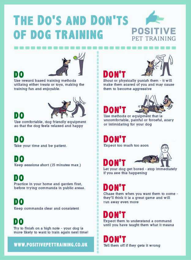 what to do and not to do in dog leash recall training