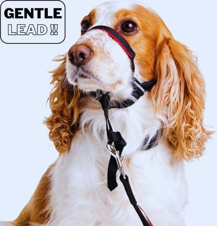 what is a gentle leader leash
