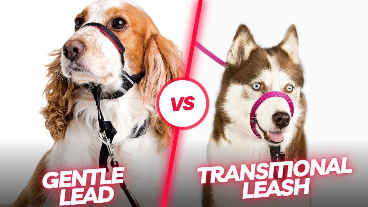 transitional leash vs gentle leader