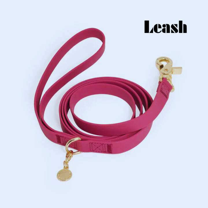 Comparison Between Slip lead vs. leash