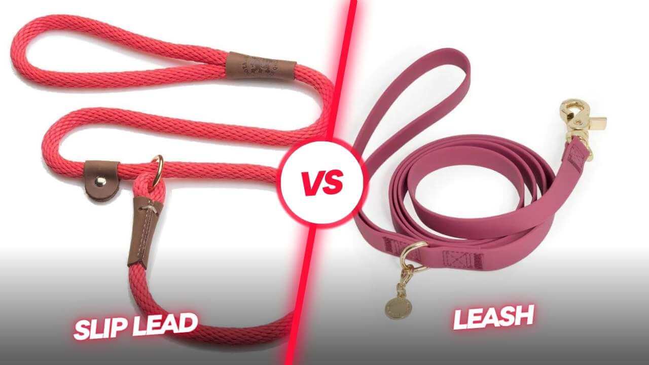 Slip Lead Vs Leash