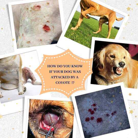 How do you know if your dog was attacked by a coyote