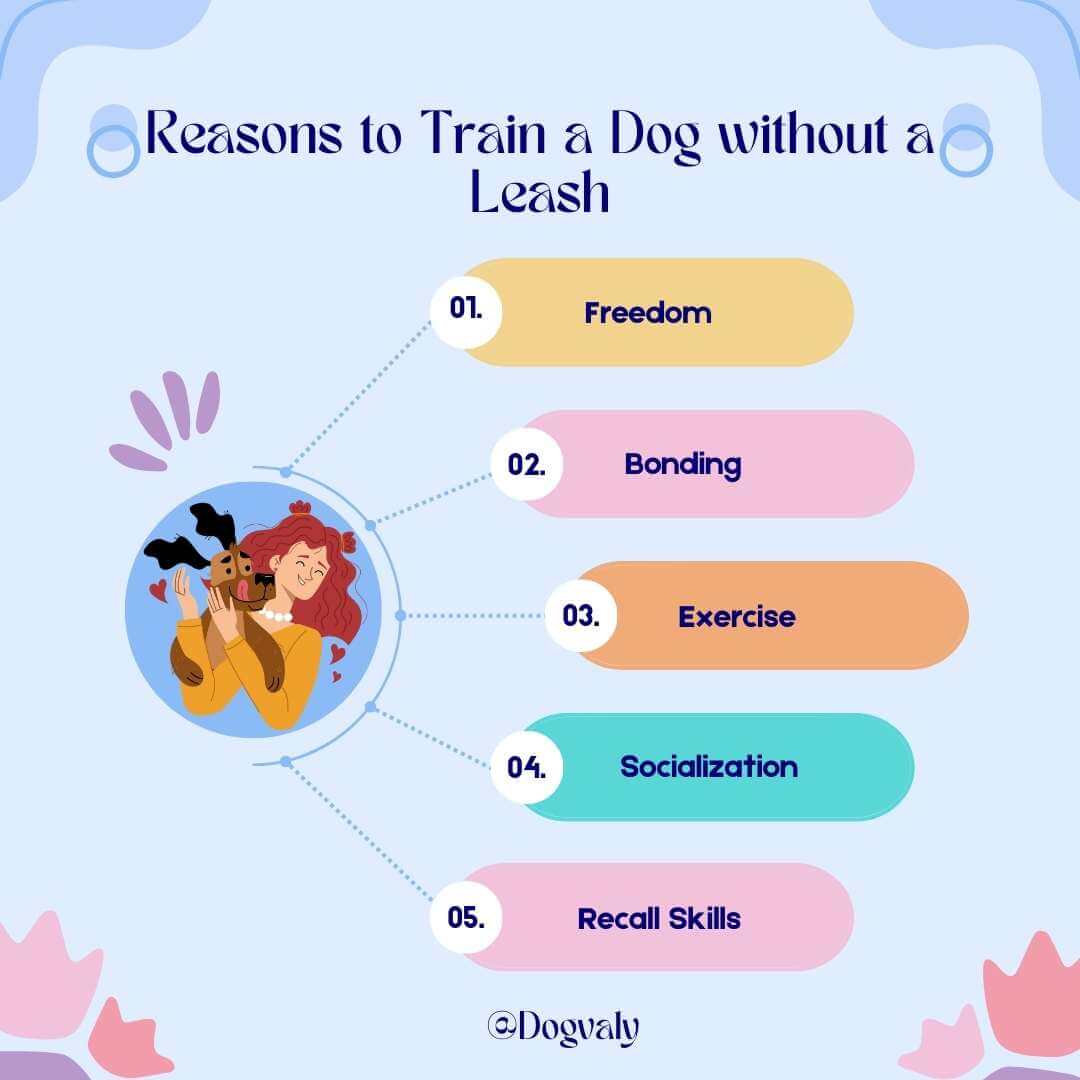 Reasons to Train a Dog without a Leash