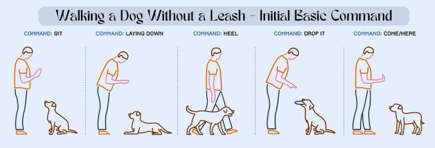 Walking a Dog Without a Leash command