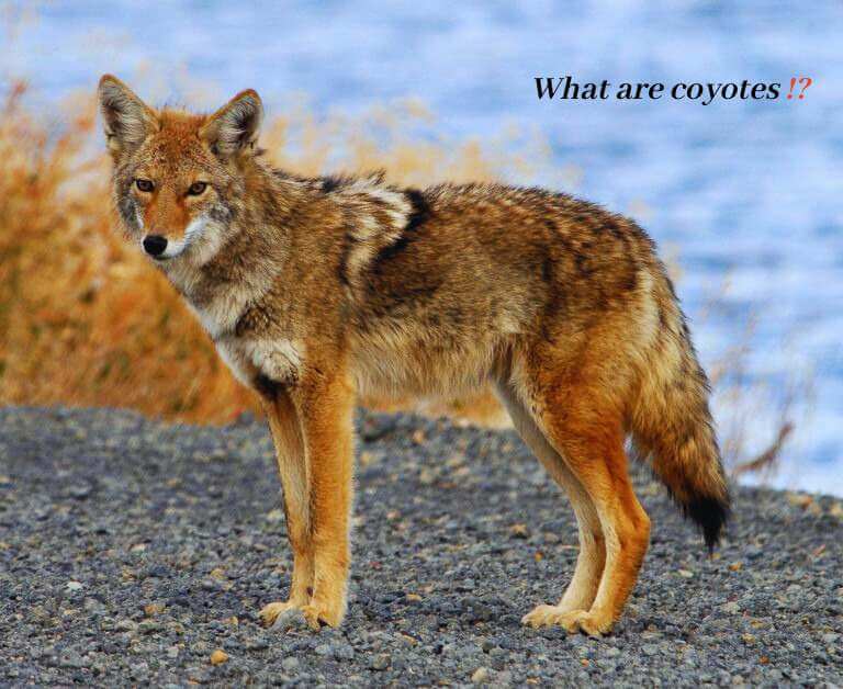 What are coyotes