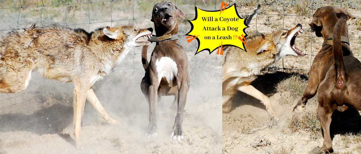 Will a Coyote Attack a Dog on a Leash