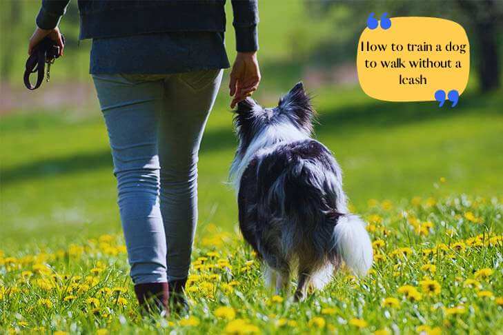 How to train a dog to walk without a leash