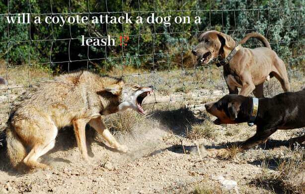 Will a Coyote Attack a Dog on a Leash