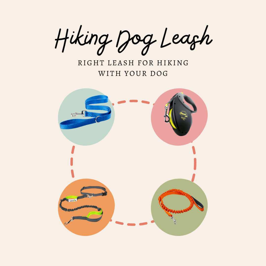 Right Leash for Hiking with Your Dog