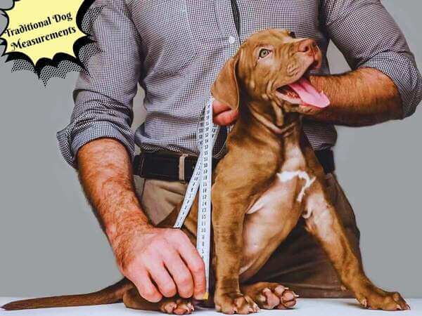 dog knot size chart