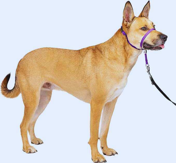 Best transitional leash Reviews