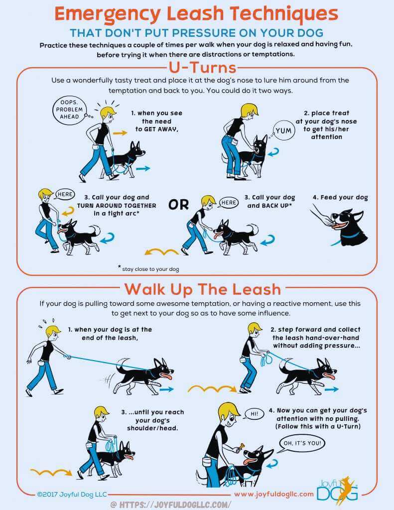 Can you train reactivity out of a dog?