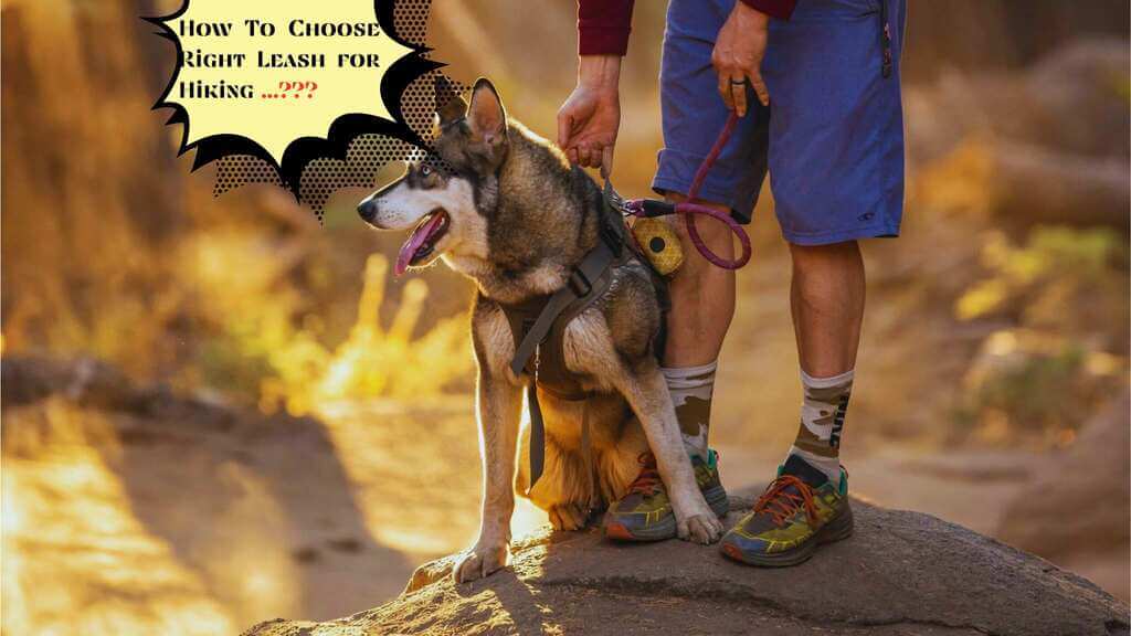 how to prepare dog for hiking 