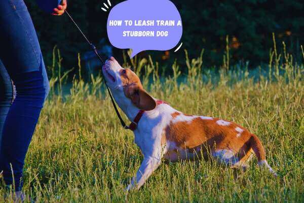 how to leash train a stubborn dog