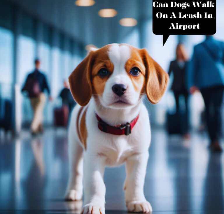 Can dogs walk on a leash in the airport