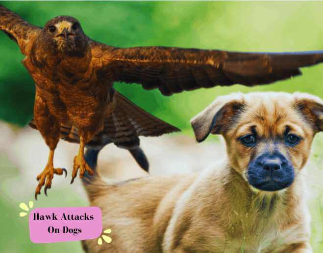 Hawk Attacks On Dogs